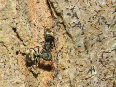 Camponotus arboreus