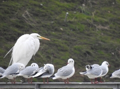 Ardea alba