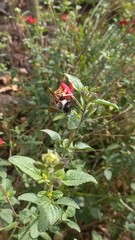 Xylocopa tabaniformis azteca