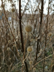 Dipsacus strigosus