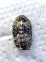 Acanthochitona