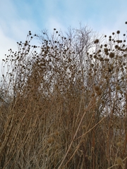 Dipsacus strigosus