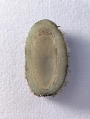 Acanthochitona