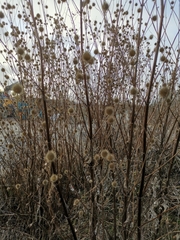 Dipsacus strigosus