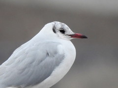 Chroicocephalus ridibundus