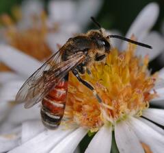 Sphecodogastra