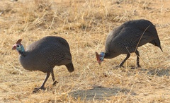 Numida meleagris mitratus