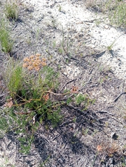 Nanobubon capillaceum