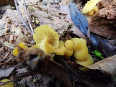Marasmius rhyssophyllus