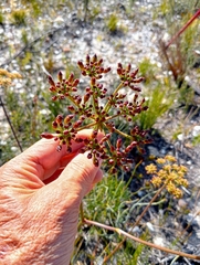 Nanobubon capillaceum