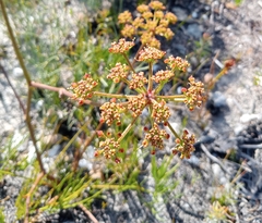 Nanobubon capillaceum