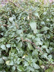 Parietaria judaica