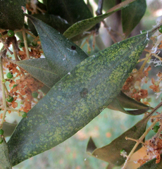 Olea europaea cuspidata