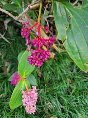 Medinilla magnifica