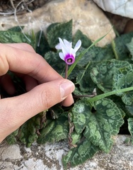Cyclamen persicum