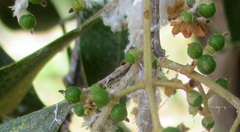 Olea europaea cuspidata
