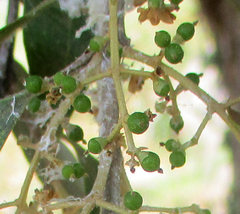 Olea europaea cuspidata