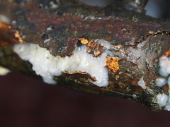 Exidia thuretiana