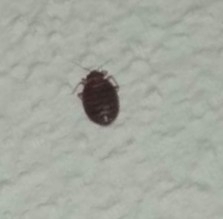 Cimex lectularius