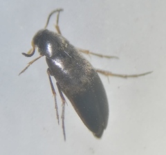 Anaspis