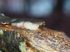Exidia thuretiana