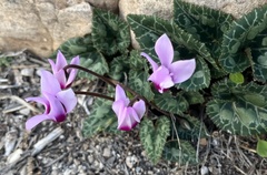 Cyclamen persicum
