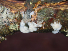 Exidia thuretiana