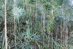 Phyllostachys edulis