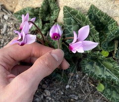 Cyclamen persicum
