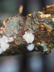 Exidia thuretiana