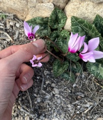 Cyclamen persicum