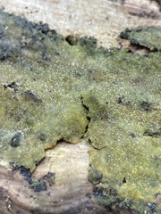 Anthocerotophyta