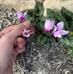 Cyclamen persicum