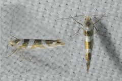 Argyresthia goedartella