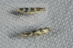Argyresthia goedartella