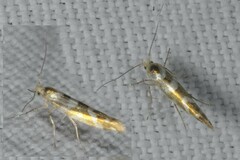 Argyresthia goedartella