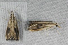 Catoptria verellus