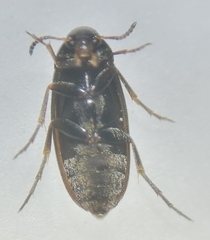 Anaspis