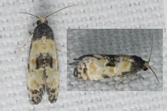 Neocochylis dubitana