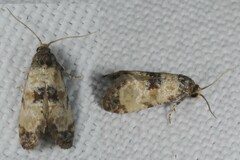 Neocochylis dubitana