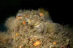 Hemitripterus americanus