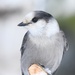 Canada Jay - Photo (c) edporopat, some rights reserved (CC BY-NC), uploaded by edporopat