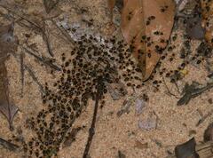 Constrictotermes cavifrons