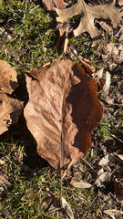 Quercus bicolor
