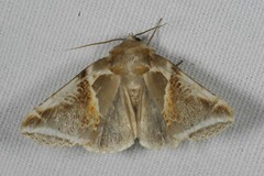 Habrosyne pyritoides