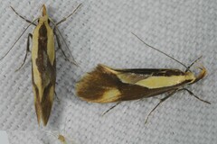 Harpella forficella
