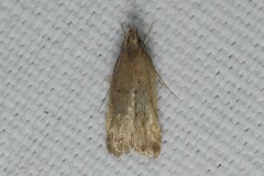 Helcystogramma lutatella