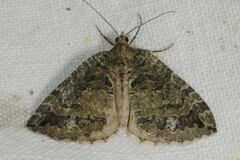 Hydriomena furcata