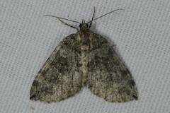 Hydriomena furcata
