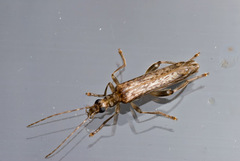 Oedemera marmorata